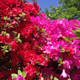 Un jardín con azaleas. Foto: Wikipedia